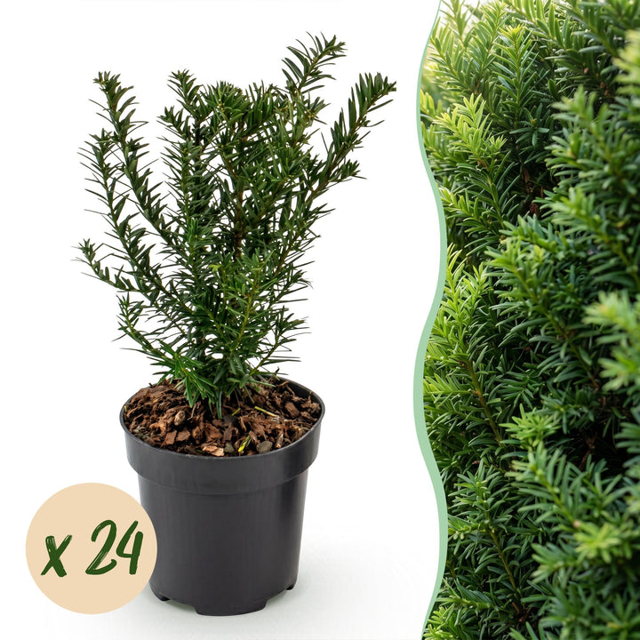 24 Taxus baccata yew hedging plants in 9cm pots, 20-30cm tall