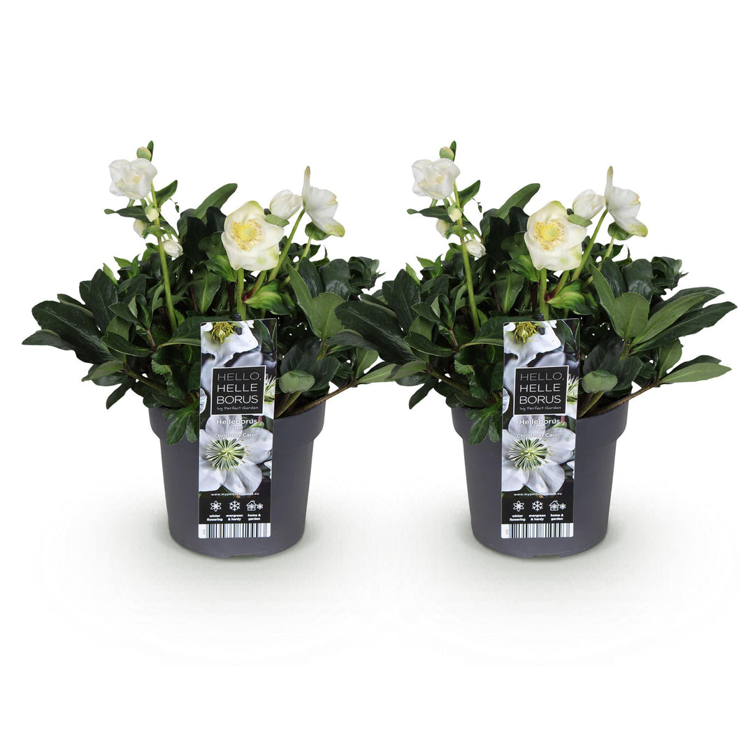 2x Helleborus niger 'Christmas Carol' Christmas Rose in 17cm pots - view 2