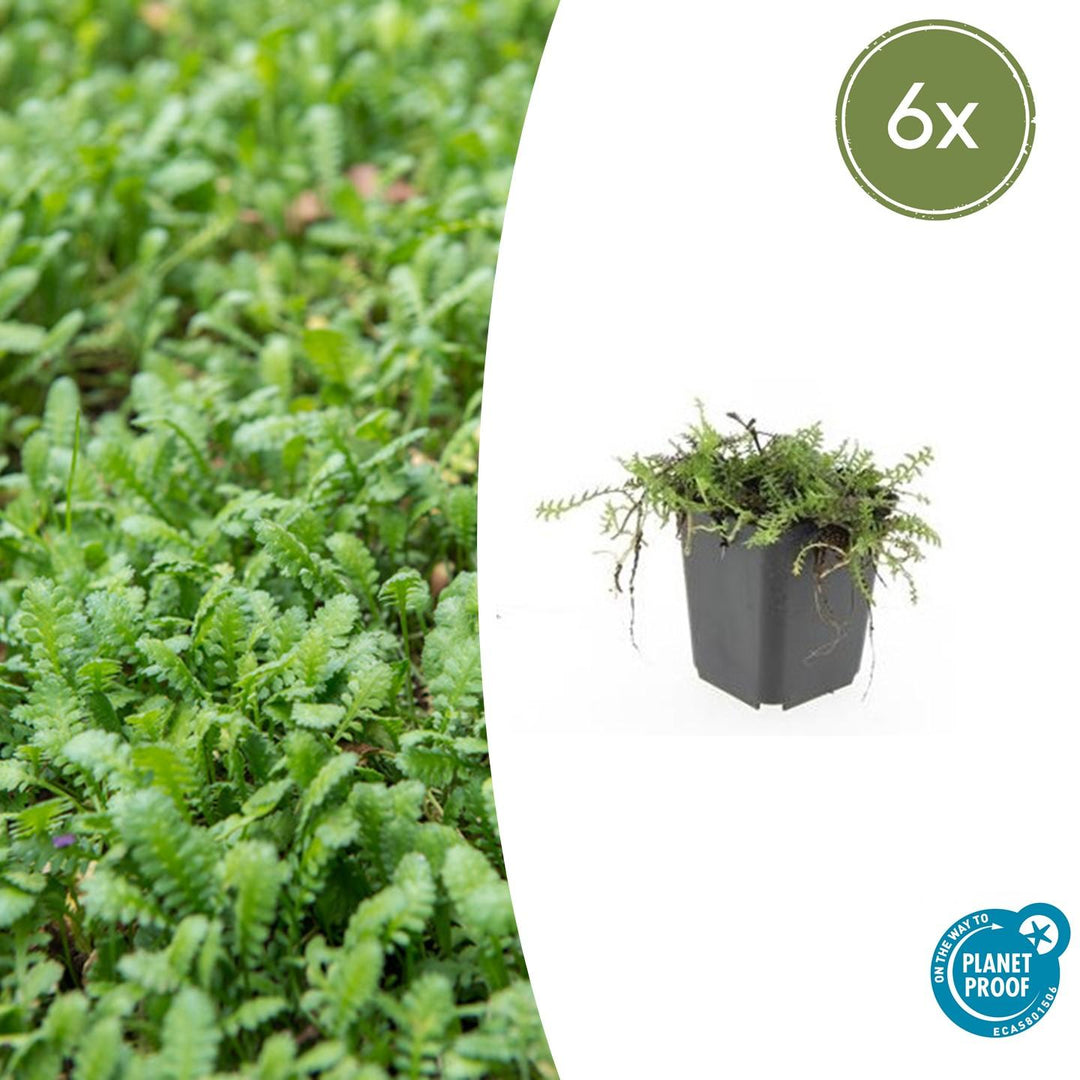 Six leptinella squalida plants with feathery green foliage in black nursery pots, 10-25cm tall