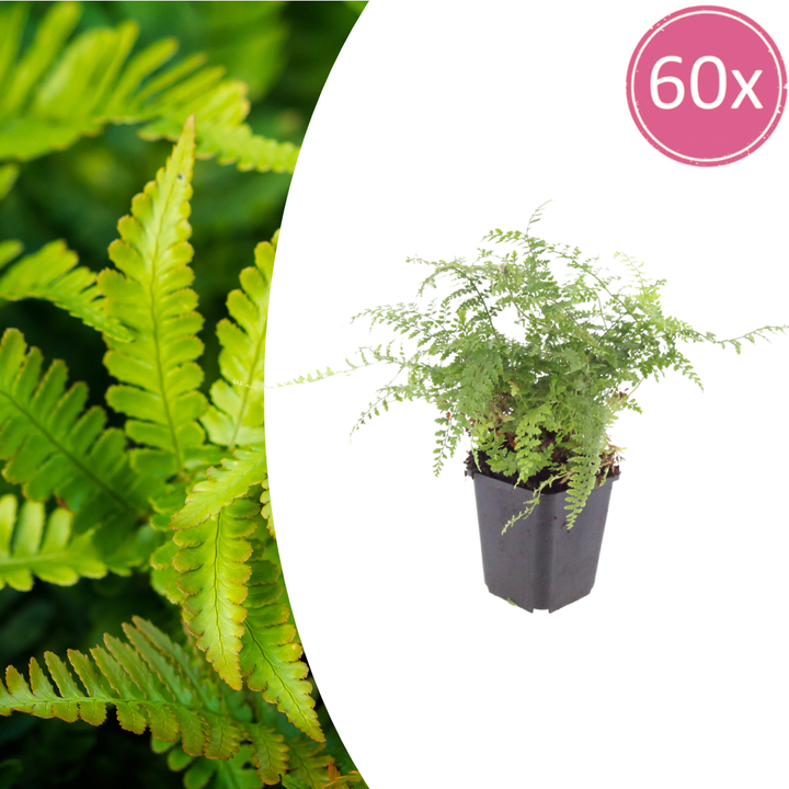 60x Polystichum set. 'Herrenhausen'- ↕10-25cm - Ø9cm