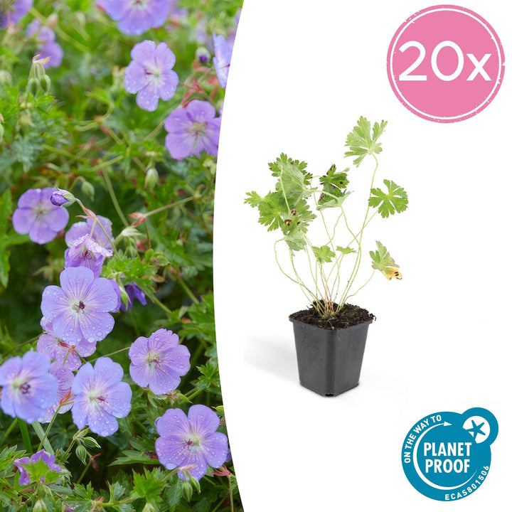 20x Geranium Rozanne - Violet-Blue Hardy Perennial - 9cm Pot