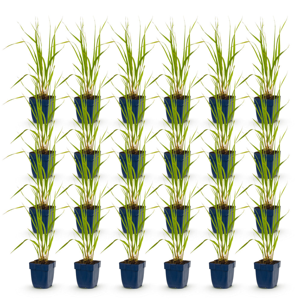 Pack of 24 Molinia caerulea 'Heidebraut' purple moor grass plants in 11cm pots - view 2
