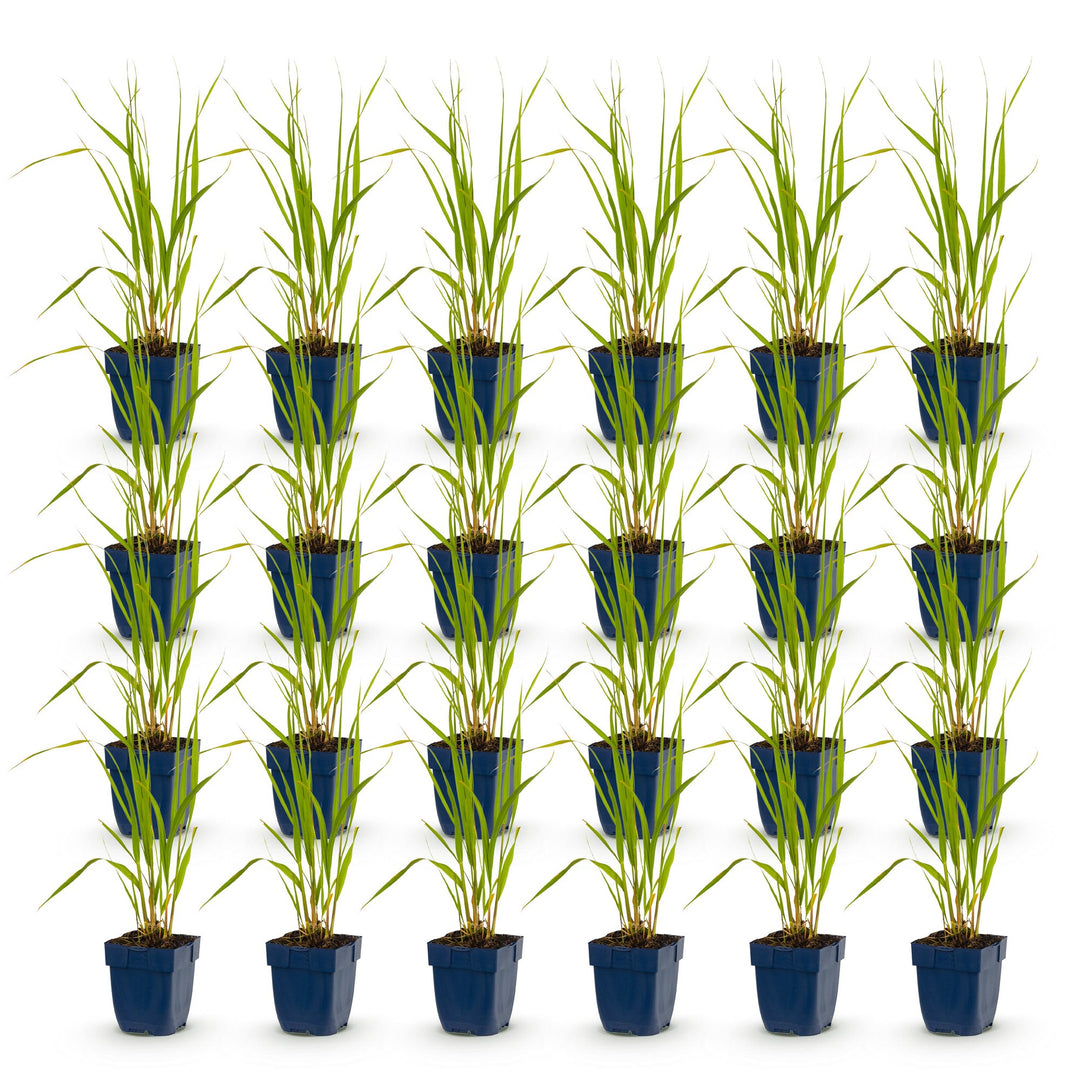 Pack of 24 Molinia caerulea 'Heidebraut' purple moor grass plants in 11cm pots - view 2