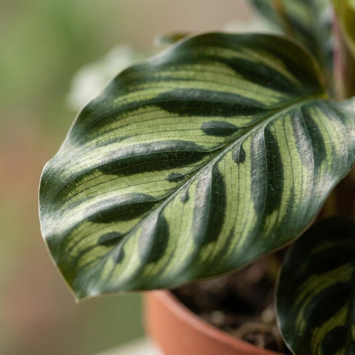 Peacock Plant (Calathea makoyana) - 2 Plants with Grey Ceramic Pot - 12cm Pot - 25cm Tall
