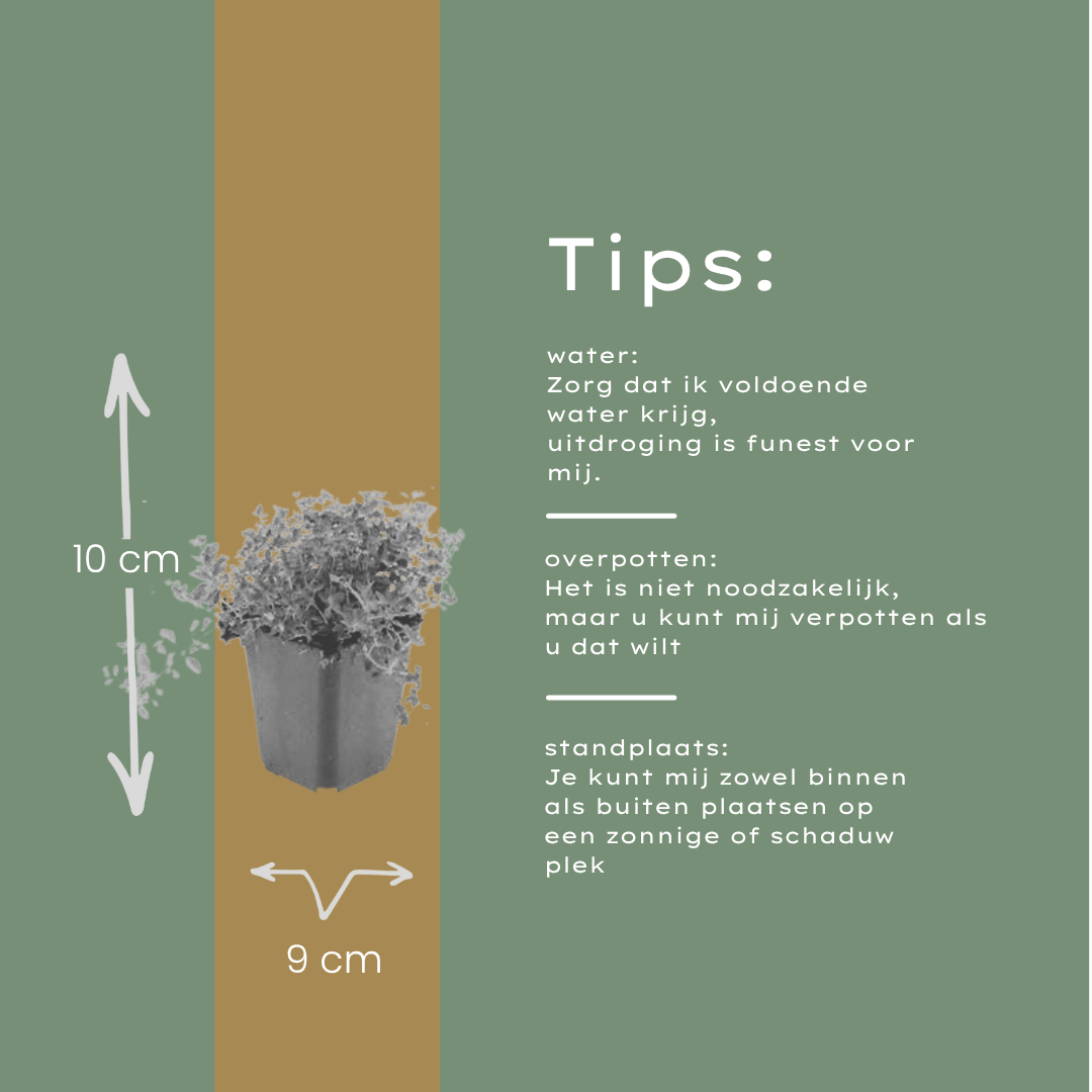 6x thymus serpyllum - ↕10-25cm - Ø9cm
