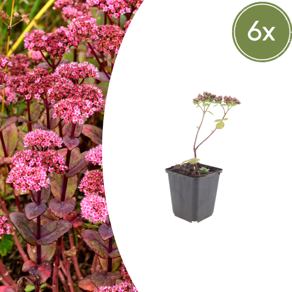 Healthy foliage and strong roots close-up of 6x Sedum 'Matrona' - ↕10-25cm - Ø9cm