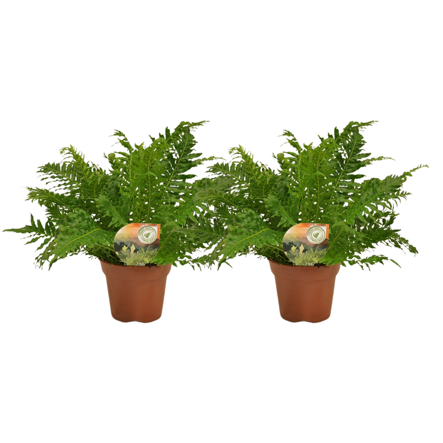 Two Blechnum Silver Lady ferns with feathery green fronds in terracotta pots, approximately 50cm tall