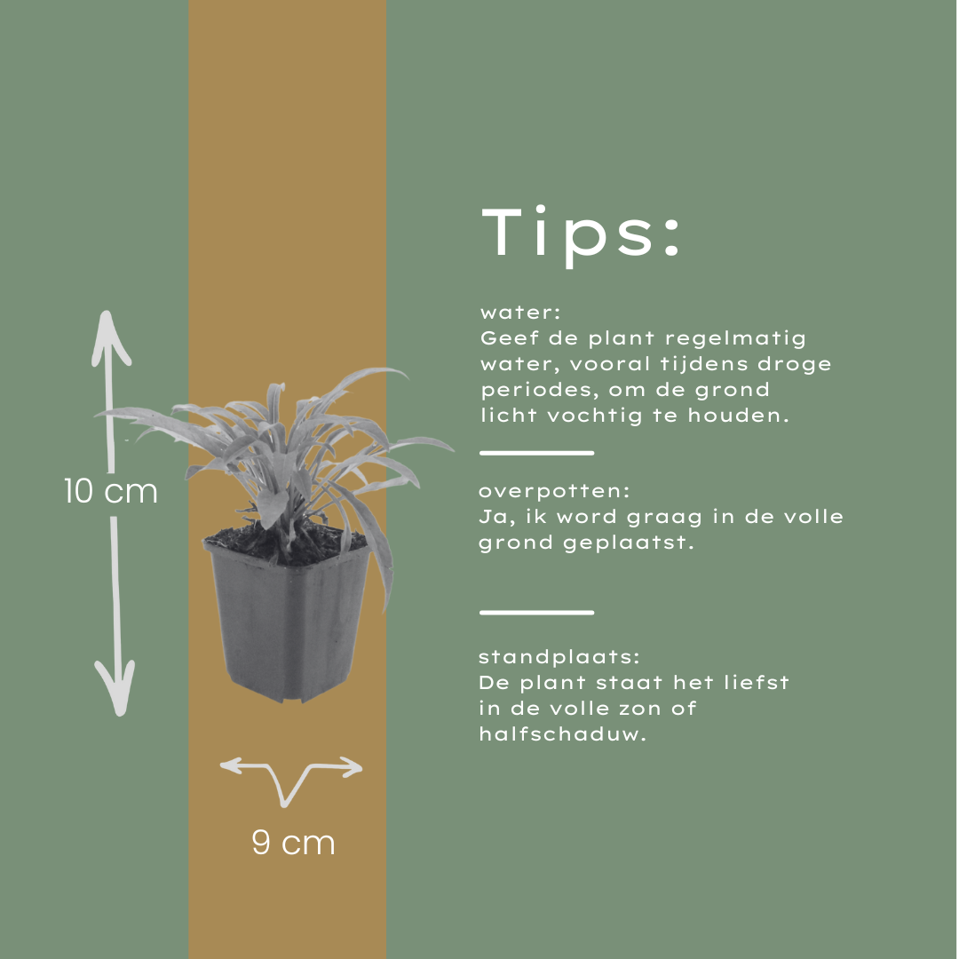 48x Campanula portenschlagiana - ↕10-25cm - Ø9cm