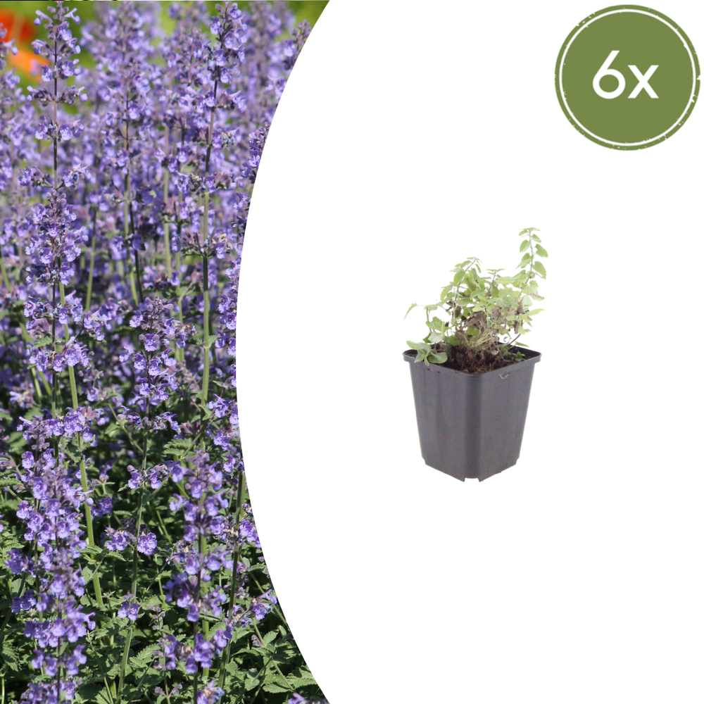 Aromatic catmint foliage and purple flower spikes close-up of 6x Nepeta 'Grol' - ↕10-25cm - Ø9cm