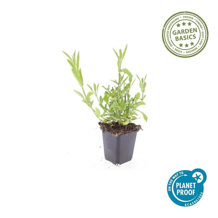 40x Verbena bonariensis Plants - Purple Tall Verbena 10-25cm