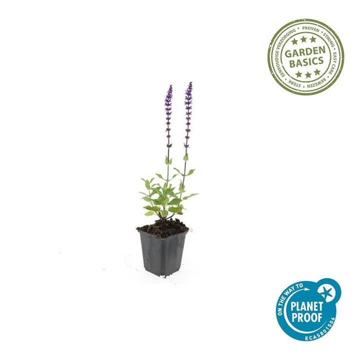 48x Salvia nemorosa 'Caradonna' Purple Perennial - 10-25cm