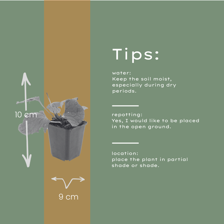 48x Brunnera macrophylla - ↕10-25cm - Ø9cm