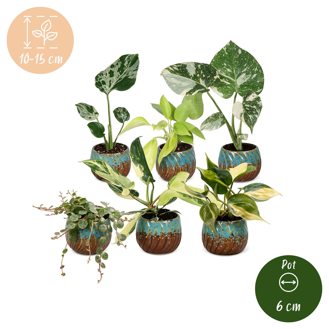 Baby Tropical Mix houseplants, pack of 6, image 5