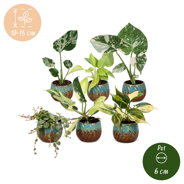 Baby Tropical Mix houseplants, pack of 6, image 5