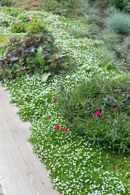 40x Sagina Subulata Irish Moss - Evergreen Ground Cover - Ø9cm