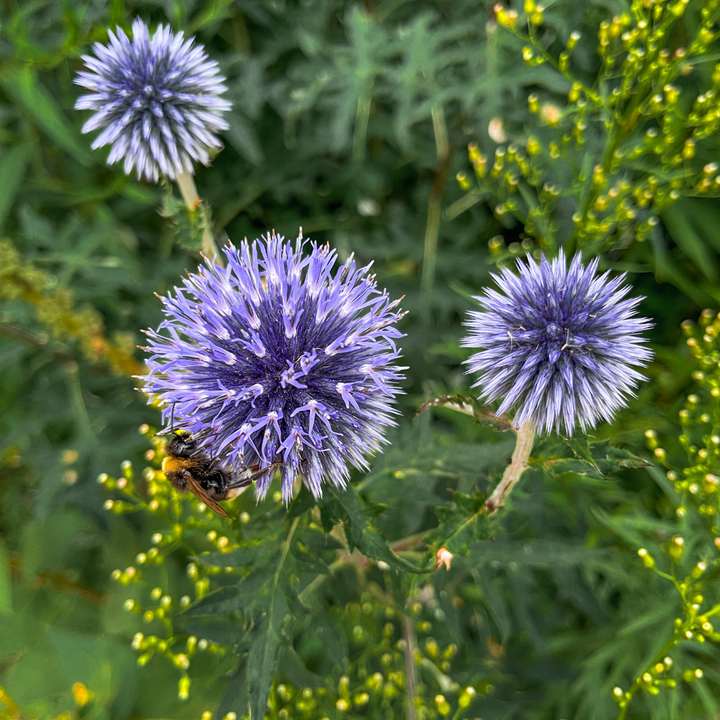 60x Echinops ritro - ↕10-25cm - Ø9cm