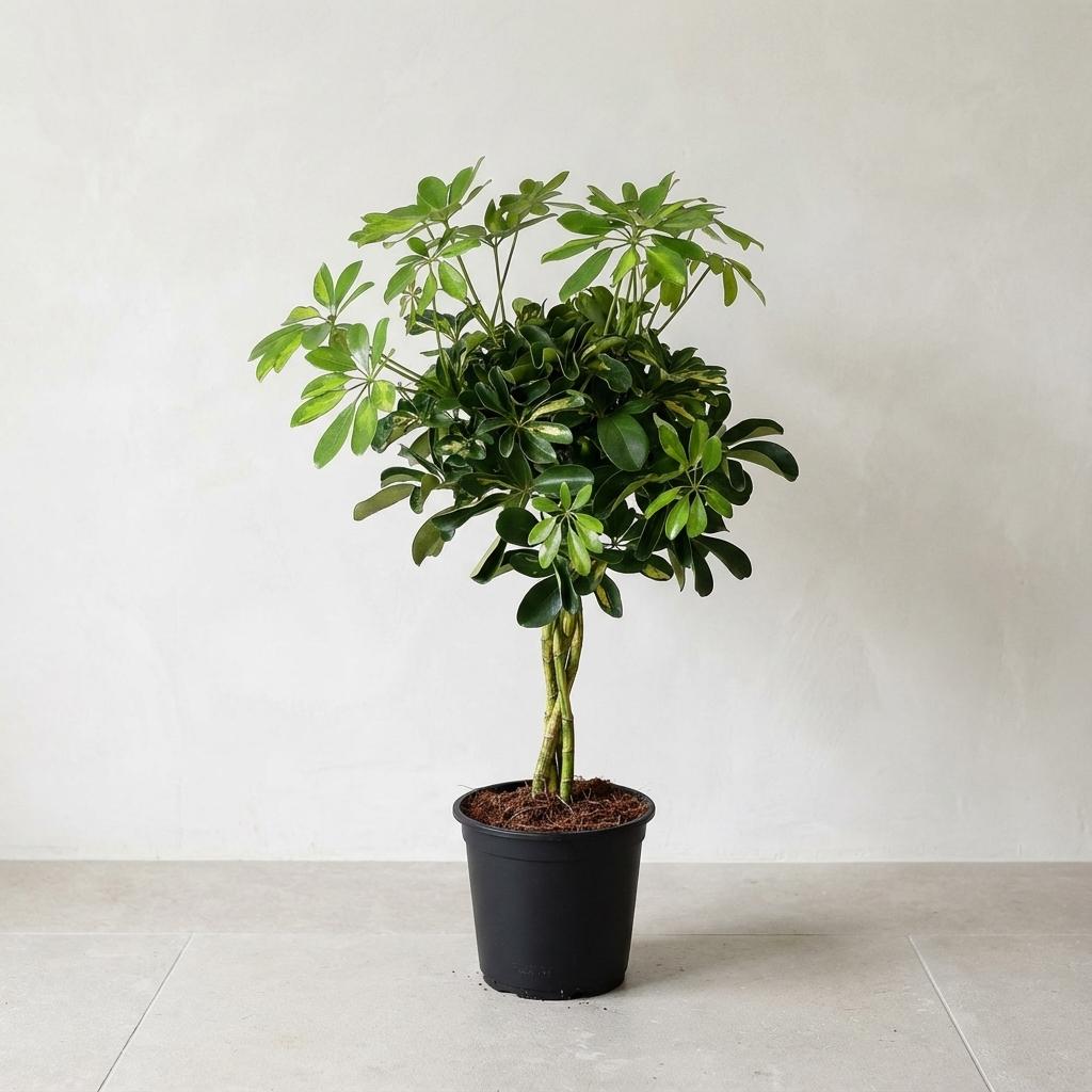 Umbrella tree Schefflera with green and yellow variegated leaflets on upright stems, braided trunk, in black pot, 75cm tall