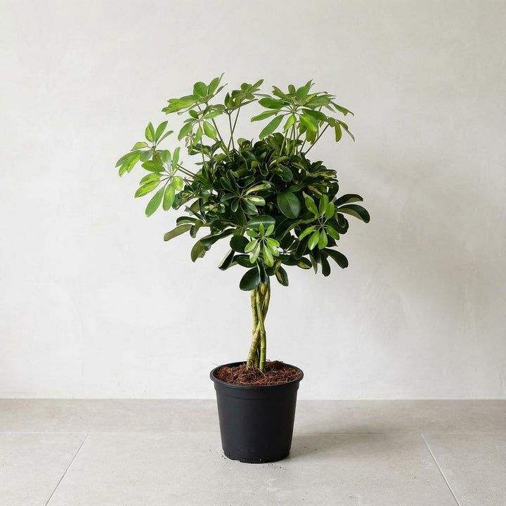 Umbrella tree Schefflera with green and yellow variegated leaflets on upright stems, braided trunk, in black pot, 75cm tall