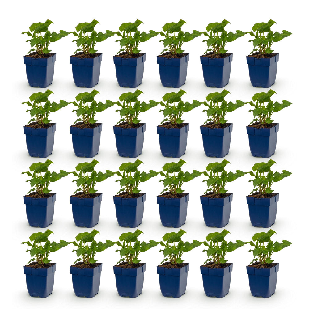 24 mixed Persicaria amplexicaulis plants in 11cm pots, 15-25cm tall - view 2