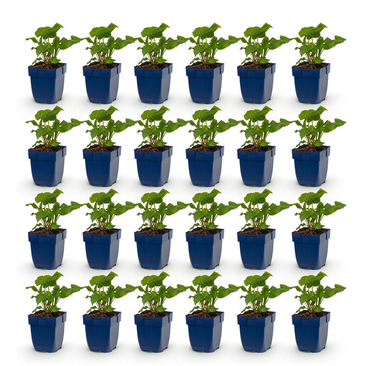 24 mixed Persicaria amplexicaulis plants in 11cm pots, 15-25cm tall - view 2