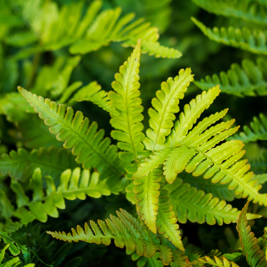 Healthy foliage and strong roots close-up of 24x Polystichum set. 'Herrenhausen'- ↕10-25cm - Ø9cm