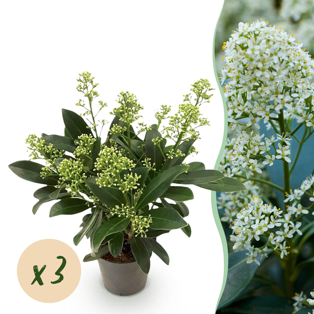 Pack of 3 Skimmia japonica 'Finchy' plants in 10.5cm pots, 25cm tall