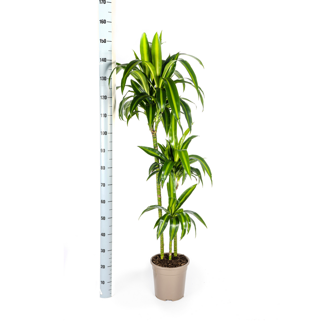 Dracaena Deremensis Hawaiian Sunshine 130-150cm — Dragon Tree in 24cm pot