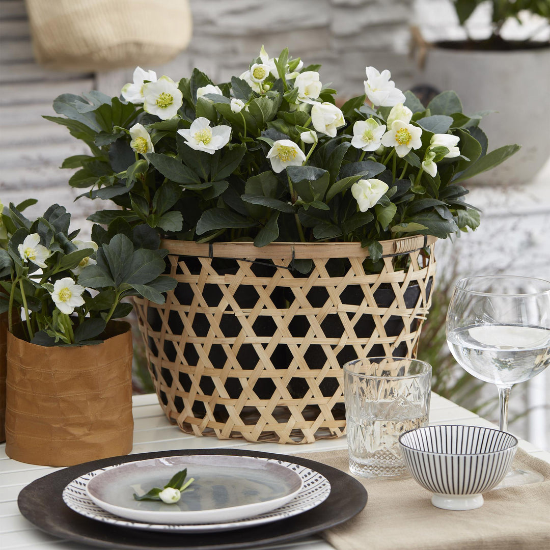 2x Helleborus niger 'Christmas Carol' Christmas Rose in 17cm pots - view 4
