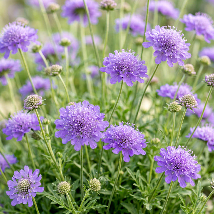 24 Scabiosa columbaria 'Butterfly Blue' pincushion flower plants, 15-25cm - view 5
