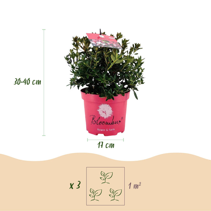 4 Rhododendron Bloombux Magenta plants in 17cm pots, 30-40cm tall - view 3