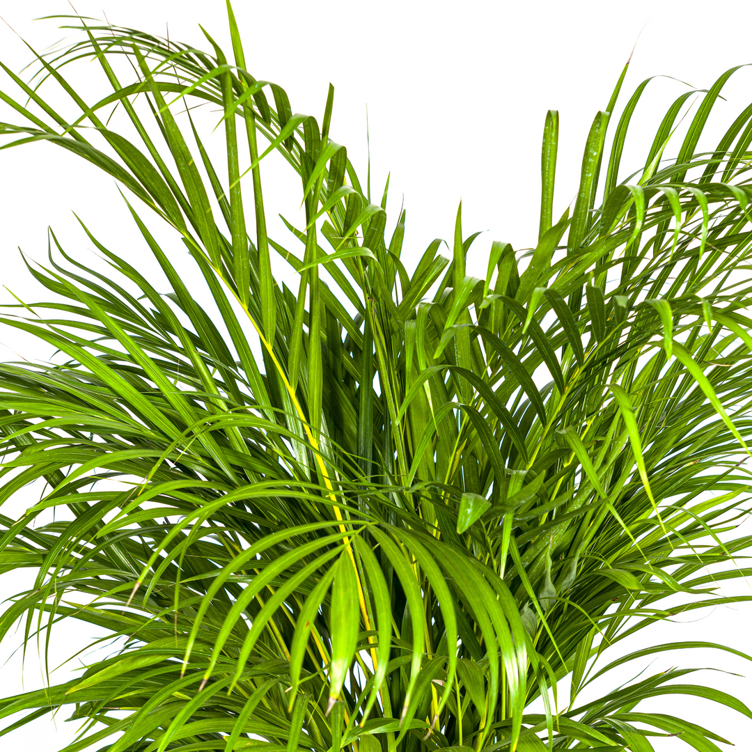 Dypsis Areca Lutescens 120-140cm — Areca Palm in 24cm pot