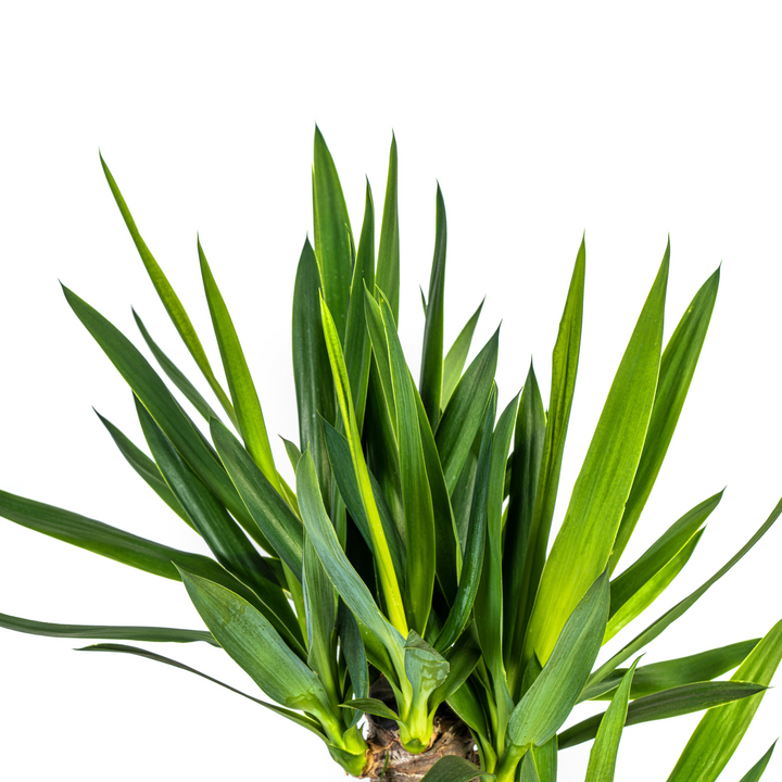 Yucca Elephantipes 90-110cm — Spineless Yucca in 21cm pot, with basket