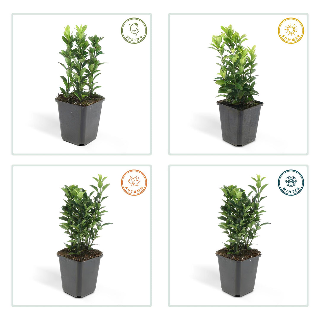 6x Euonymus jap. Green Spire - ↕10-25cm - Ø9cm — healthy root ball and nursery pot ready to ship from Ireland