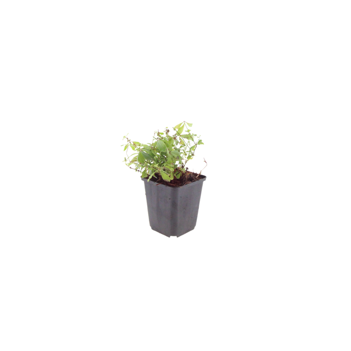 6x Galium odoratum - ↕10-25cm - Ø9cm packed for EU plant delivery from PlantGift.ie