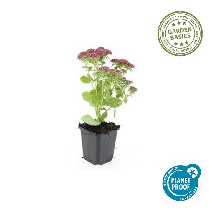 48x Sedum 'Herbstfreude' - ↕10-25cm - Ø9cm