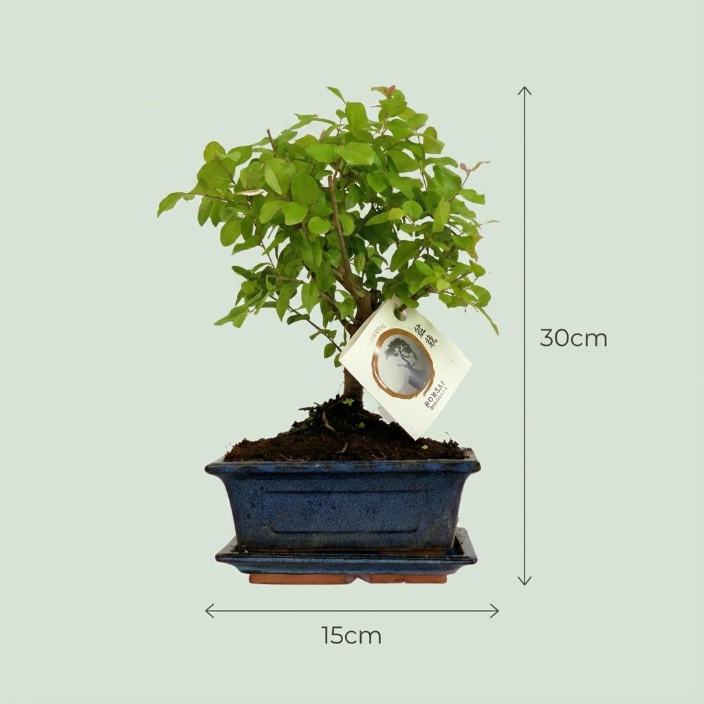 Ball-Shaped Bonsai Tree - view 4
