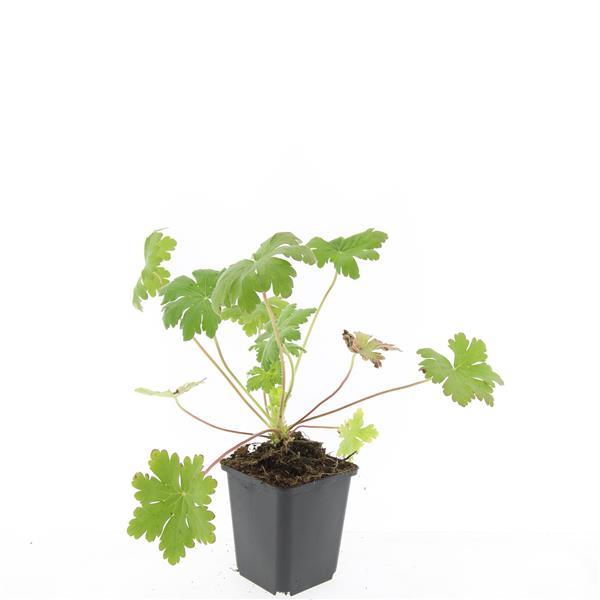 24 hardy pink geranium plants in a bulk pack, ideal for ground cover and aromatic foliage, by Everspring.