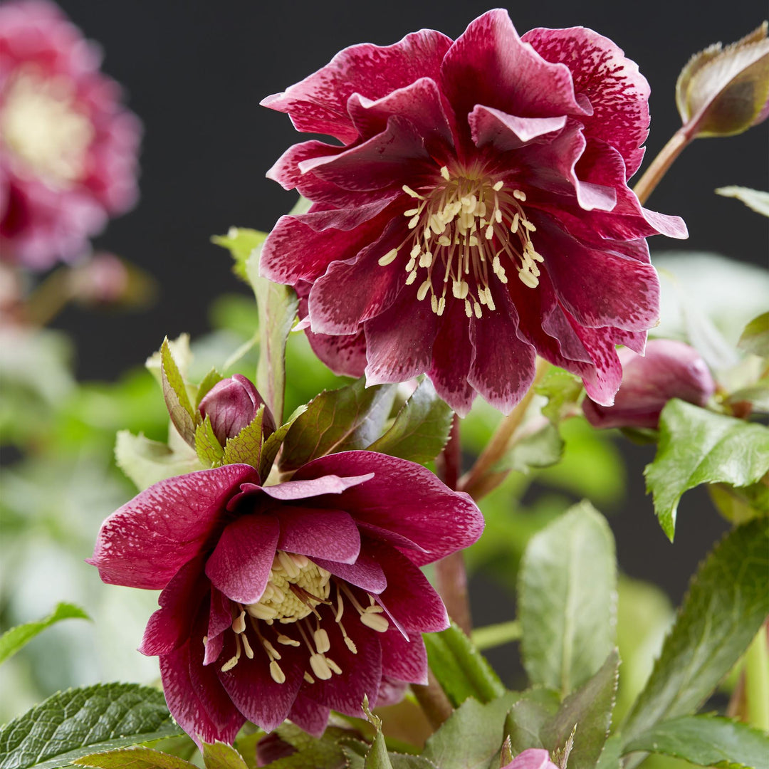 2x Helleborus orientalis 'Double Ellen Red' Lenten Rose in 14cm pots - view 4