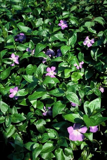 Trailing evergreen ground-cover with blue flowers close-up of 6x Vinca major - ↕10-25cm - Ø9cm