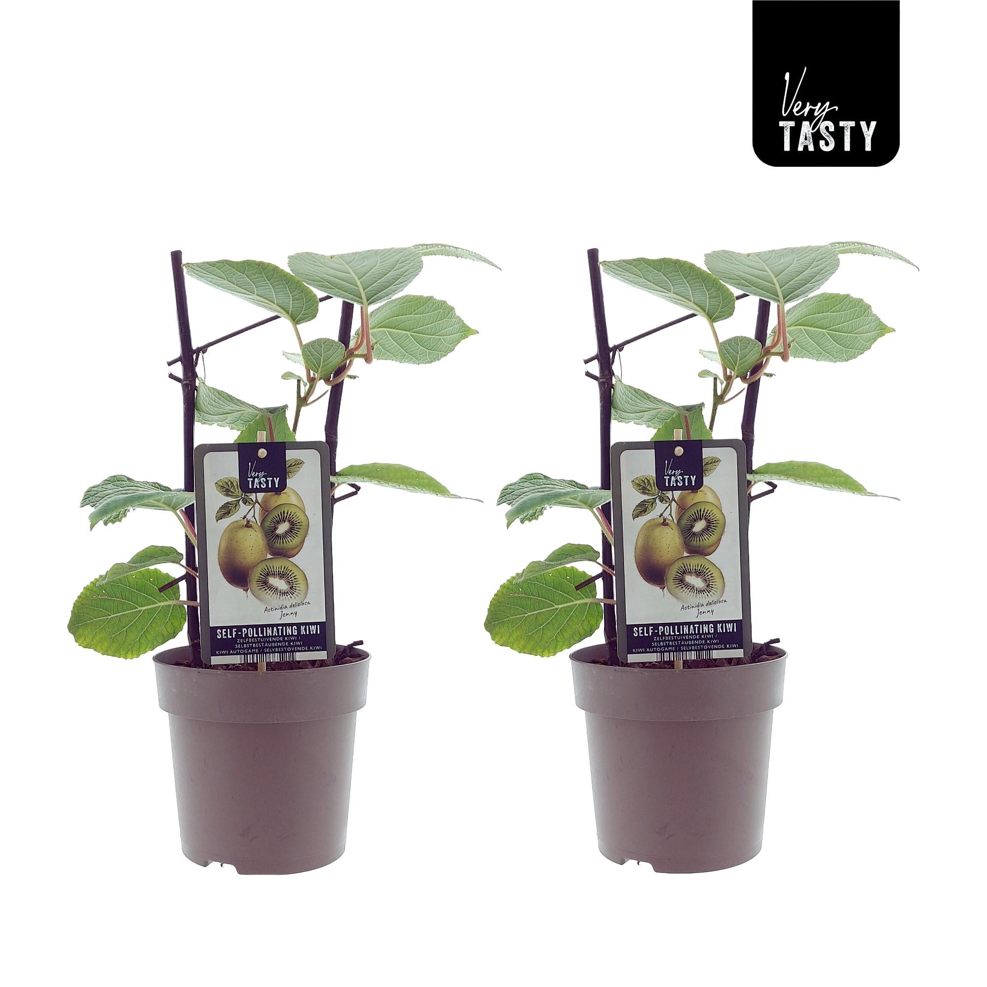 Outdoor Plants