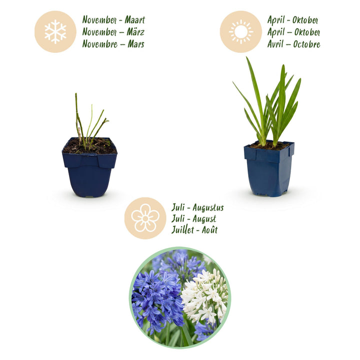 24 Agapanthus africanus blue and white duo plants in 11cm pots - view 4