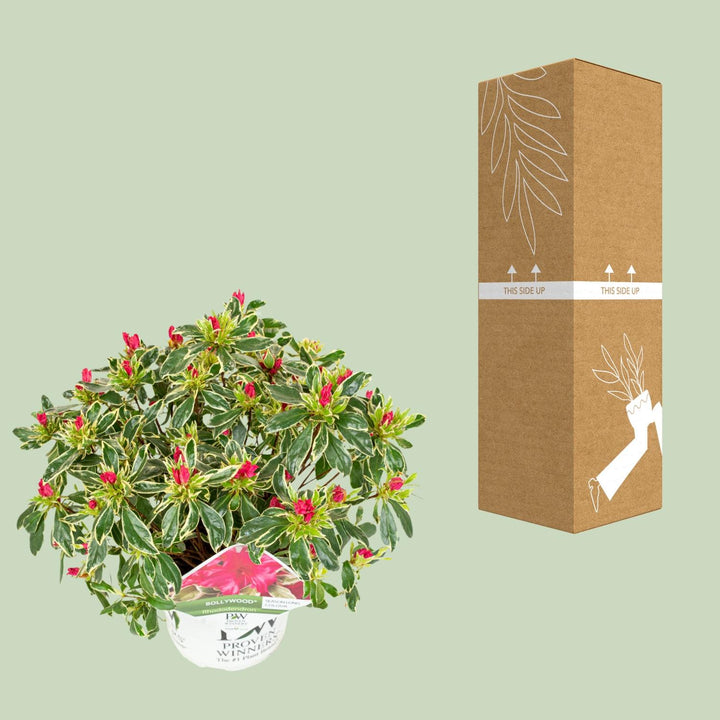 Rhododendron 'Bollywood' (Azalea) - Vibrant Pink Blooms - Ø19cm - ↕30-45cm