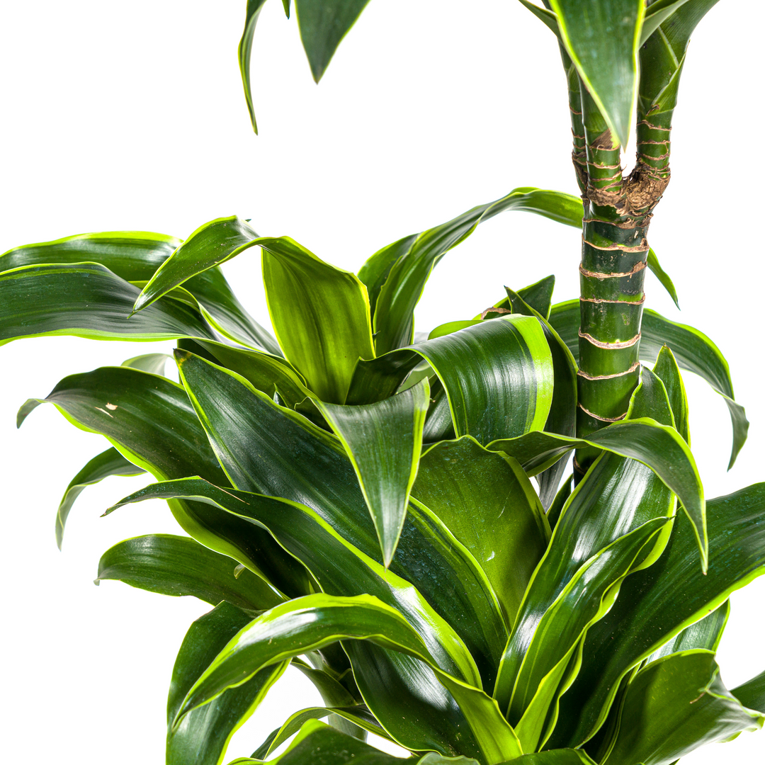Dracaena Deremensis Dorado with basket Ø21cm - ↕100 - 120cm
