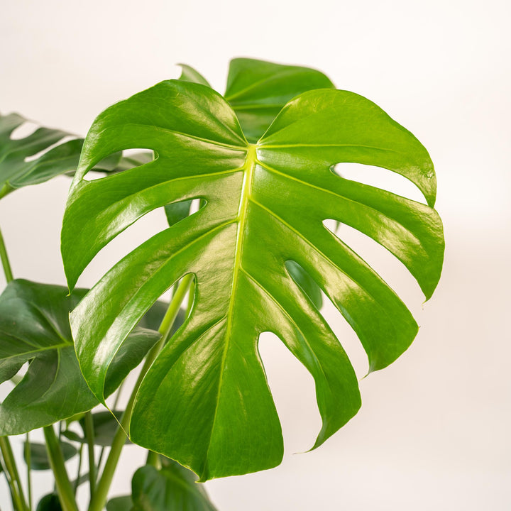 Monstera Deliciosa + Pot Mayk Gold - ↨80cm - Ø21cm styled in an Irish home interior