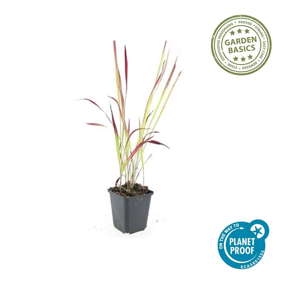 Healthy foliage and strong roots close-up of 6x Imperata cylindrica 'Red Baron' - ↕10-25cm - Ø9cm