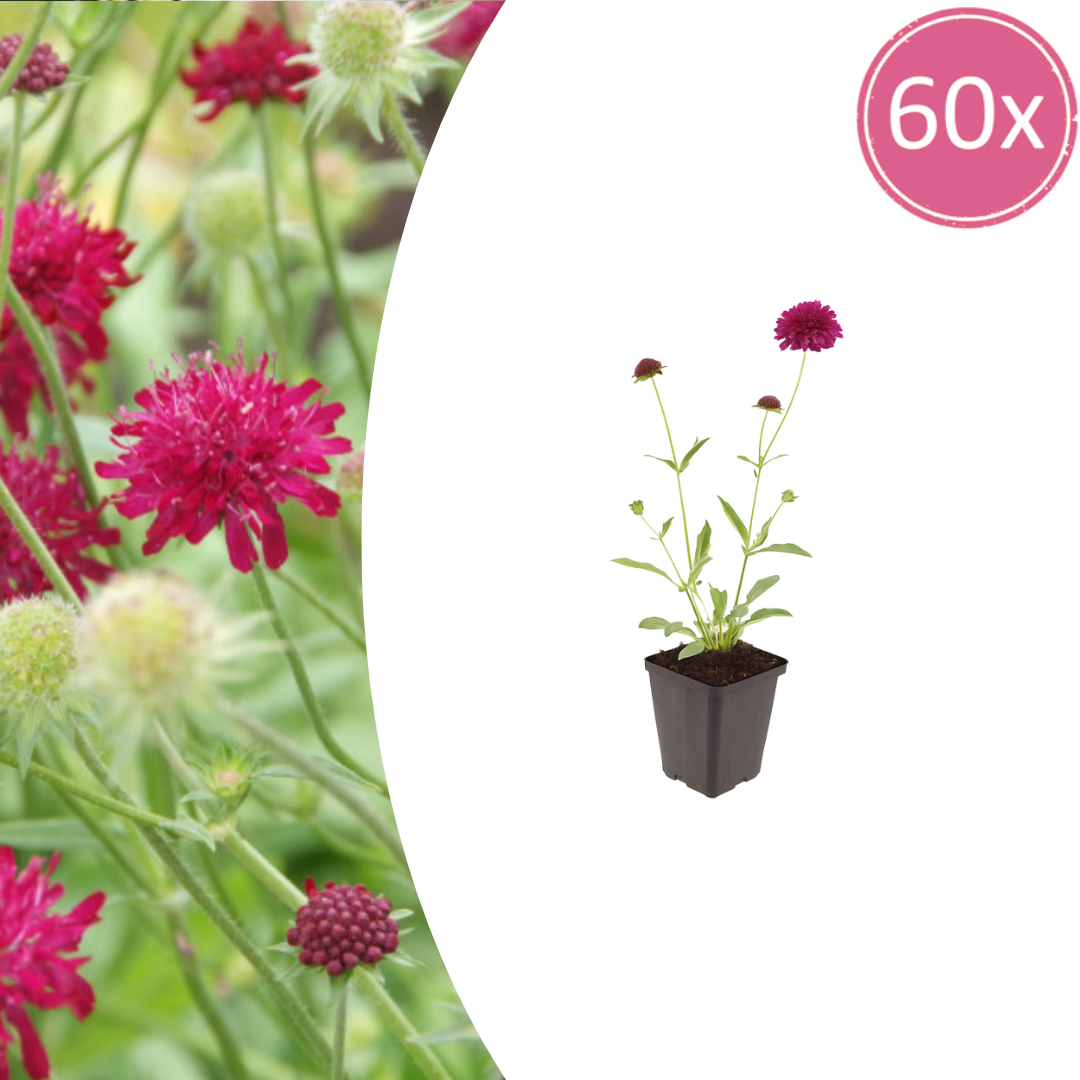 60x Knautia macedonica - ↕10-25cm - Ø9cm