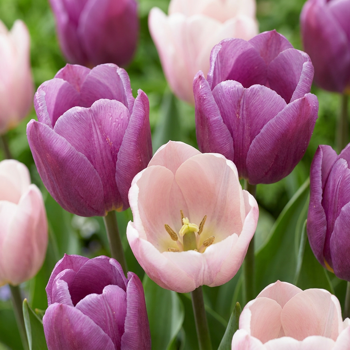 Tulipa Macron Mix in flower, goblet-shaped blooms on straight upright stems, 96-bulb pack for Irish gardens