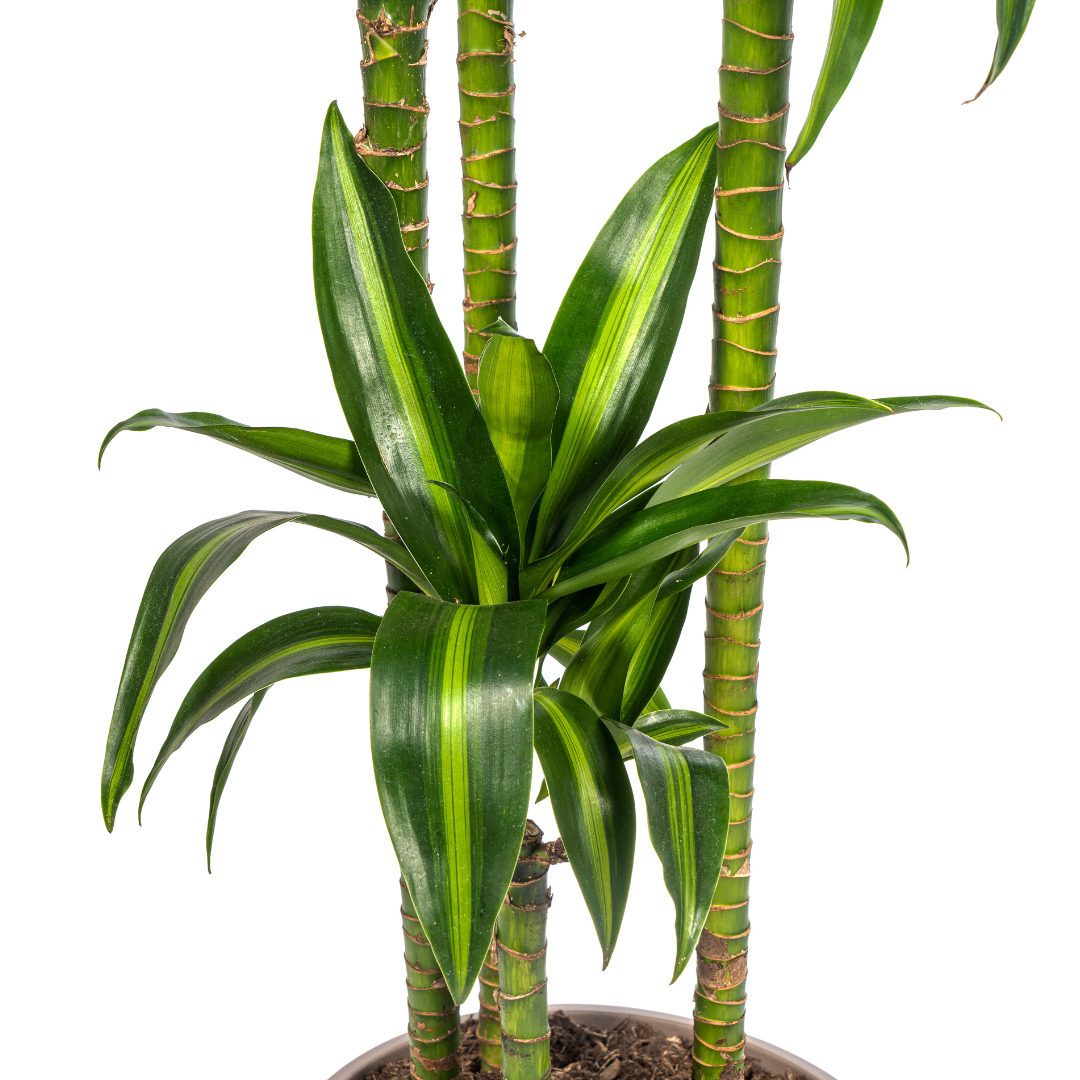 Dracaena Hawaiian Sunshine 170-190cm - Air Purifying Indoor Plant Ø27cm