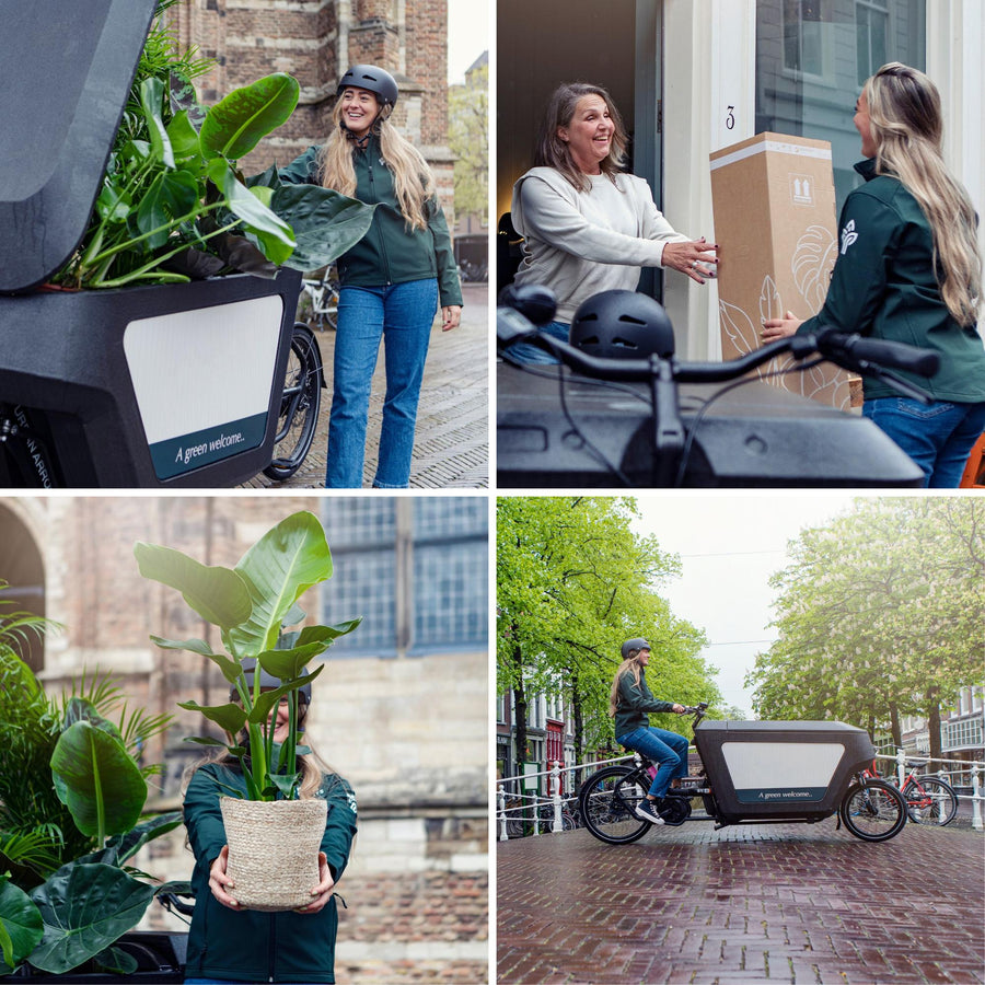 Bird of paradise plant with large green paddle-shaped leaves in woven pot, displayed in delivery box on cargo bike