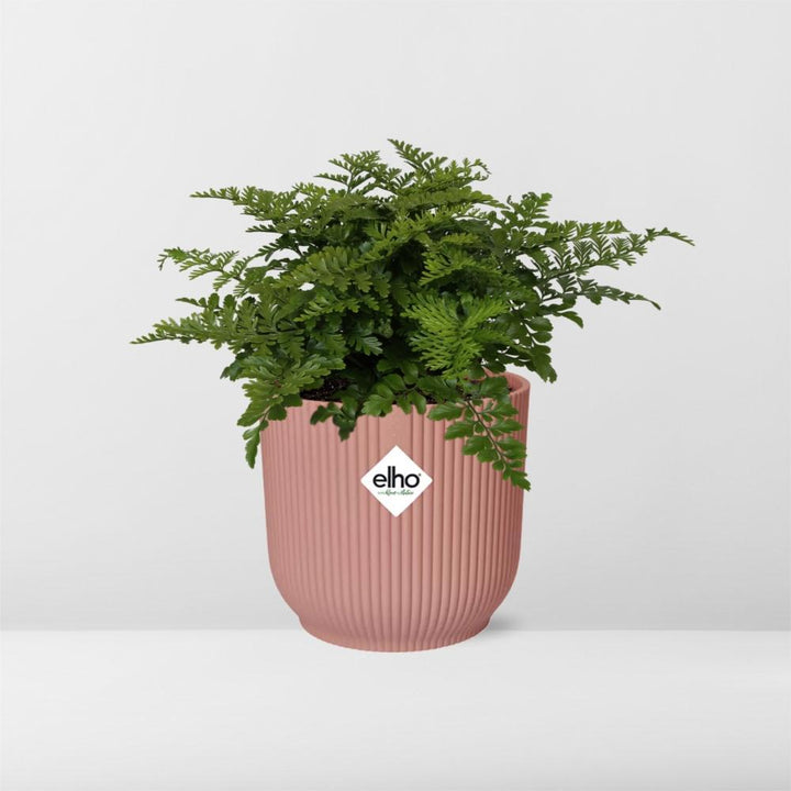 Crested Bird's Nest Fern (Asplenium 'Parvati') in a pink ELHO Vibes pot, view 12